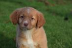 Nova Scotia Duck Tolling retriever ,toller pup, België, Overige rassen, 8 tot 15 weken, Rabiës