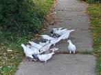 jonge reisduiven te koop, Dieren en Toebehoren, Vogels | Duiven, Geslacht onbekend, Postduif
