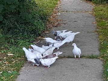 jonge reisduiven te koop, Sexe inconnu, Pigeon voyageur