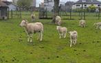 Wiltshire horn ooi met 2 lammen, Animaux & Accessoires, Moutons, Chèvres & Cochons