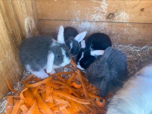Verschillende raszuivere nhd tjes, Dieren en Toebehoren, Konijnen, Dwerg, Meerdere dieren, 0 tot 2 jaar, Hangoor