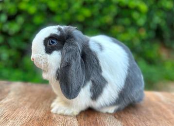 Zeer lief blauw bont blauw oog Minilop KNUFFEL voedstertje beschikbaar voor biedingen