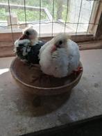 Jonge duiven, Dieren en Toebehoren