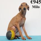 Milo, Italiaans Windhond reutje - pup te koop (Belgisch), Dieren en Toebehoren, Honden | Windhonden, België, 15 weken tot 1 jaar