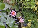 plante nénuphar pour bassin ,étang de jardin, Tuin en Terras, Vijvers, Ophalen, Gebruikt