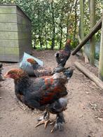 Raszuivere brahma goudpatrijs haantjes, Dieren en Toebehoren, Pluimvee