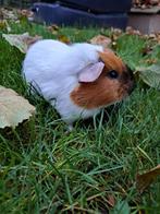 Gladhaar - Rood Bont California - Zeugje (2), Dieren en Toebehoren, Knaagdieren, Cavia, Augustus, Vrouwelijk, Tam