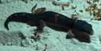 Black night luipaardgekko 0.0.1, Dieren en Toebehoren, Reptielen en Amfibieën, Hagedis, Tam, 0 tot 2 jaar
