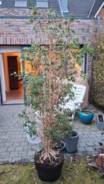 Ficus benjamin 2m hoog, Tuin en Terras, Ophalen