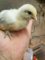 Poule de bresse gauloise blanche, Dieren en Toebehoren