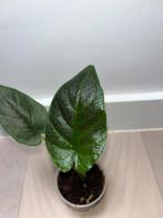 Alocasia Antoro Black Velvet, Huis en Inrichting, Kamerplanten, Ophalen of Verzenden