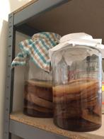 Kombucha, kombuchazwam, zwam, Ophalen