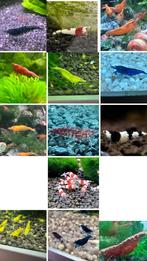 Garnalen beschikbaar, Dieren en Toebehoren, Vissen | Aquariumvissen