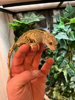 2 wimpergecko’s M&V, Dieren en Toebehoren, Reptielen en Amfibieën, Overige soorten, 3 tot 6 jaar