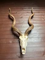Kudu, schedel, gewei, taxidermie, hoorn, jacht, Ophalen