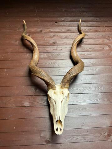Kudu, schedel, gewei, taxidermie, hoorn, jacht beschikbaar voor biedingen