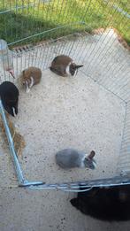 Dwerkonijntjes, Meerdere dieren, Dwerg, 0 tot 2 jaar