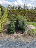 Groenblijvende planten, Tuin en Terras, Planten | Bomen, Ophalen