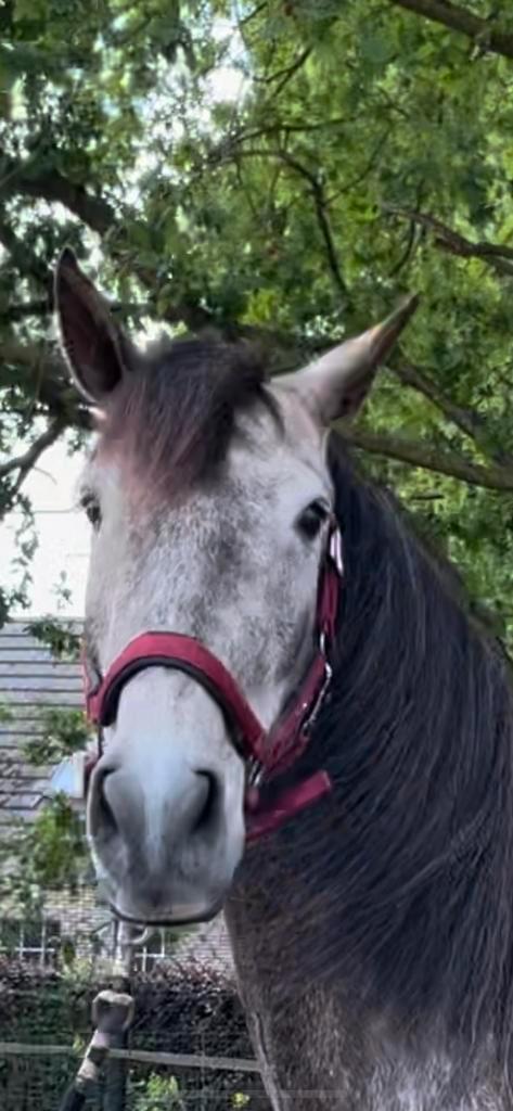 Lieve lusitano ruin 1m68., Dieren en Toebehoren, Paarden, Ruin