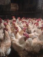 PROMO: Hanen 10+1 gratis, Dieren en Toebehoren, Pluimvee