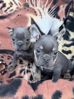franse bulldog pups,reutjes, België, Reu, 8 tot 15 weken, Meerdere