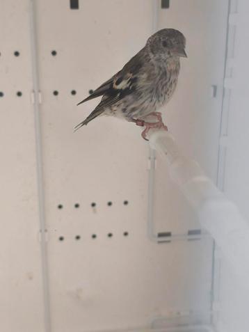 Sijs pop 2025, Femelle, Oiseau chanteur sauvage, Bagué