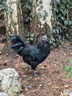 Jong haantje ayam cemani mix, Dieren en Toebehoren, Pluimvee, Mannelijk, Kip