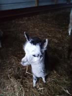 Alpaca veulens, Dieren en Toebehoren, Schapen, Geiten en Varkens