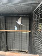 Vend 2 couple collier reproducteur, Animaux & Accessoires