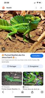 Recherche, Lézard