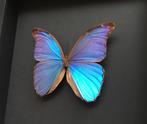 Blauwe morpho didius vlinder onder zwart frame zwarte achter, Verzamelen, Nieuw, Opgezet dier, Ophalen of Verzenden, Insect