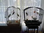 cage d'oiseaux  ( volière ), Dieren en Toebehoren, Vogels | Hokken en Kooien, Ophalen, Metaal, Volière