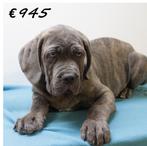 X American Bully XXL pups te koop, 15 weken tot 1 jaar, Buitenland, CDV (hondenziekte), Meerdere
