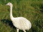 Nandous blancs