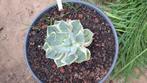 Vele agaves te koop, Tuin en Terras, Planten | Tuinplanten, Ophalen of Verzenden