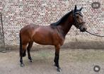 Sportpony te koop, Dieren en Toebehoren