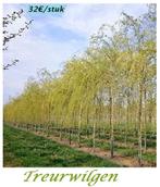 TREURWILGEN SALIX CHRYSOCOMA, HOOGSTAMMEN , 32€/stuk, Tuin en Terras, Ophalen, Lente, Treurboom, 250 tot 400 cm