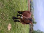 Ardense paarden, Dieren en Toebehoren, Schapen, Geiten en Varkens, Vrouwelijk