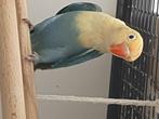 Dwergpapegaai, Dieren en Toebehoren, Vogels | Parkieten en Papegaaien, Mannelijk, Dwergpapegaai of Agapornis, Geringd