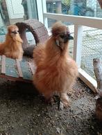 Zijdehoender haantjes zoeken nieuw huisje, Mâle, Poule ou poulet