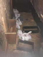 Duitse reuzen, Dieren en Toebehoren, Geslacht onbekend, Groot
