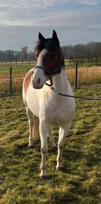 lieve en betrouwbare kinderpony, Poney western, Avec pedigree, Poney D (1.37 m à 1.48m), Ne s'applique pas