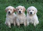 Golden Retriever pups, Dieren en Toebehoren, Honden | Retrievers, Spaniëls en Waterhonden, Golden retriever, België, CDV (hondenziekte)