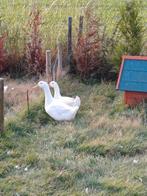 Pekingeend, Dieren en Toebehoren, Pluimvee, Meerdere dieren, Eend