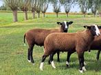 Zwartbles ram, Dieren en Toebehoren, Schapen, Geiten en Varkens, Mannelijk, Schaap, 0 tot 2 jaar