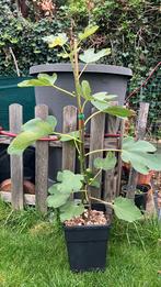 Vijgenboom, Tuin en Terras, Ophalen, Vijgenboom