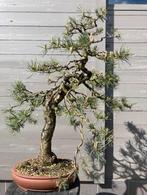 Bonsai pinus sylvestris, Tuin en Terras, Planten | Bomen, Ophalen