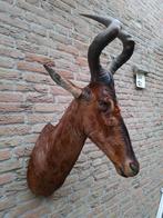 Opgezette kop hartenbeest afrika taxidermie afrika jacht, Ophalen, Wild dier, Gewei of Kop