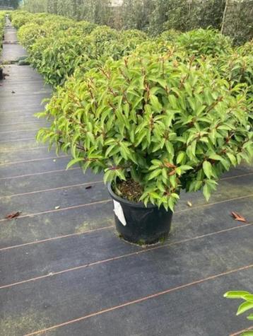 Prunus lusitanica. Hagen en sierheesters. (Bol) beschikbaar voor biedingen
