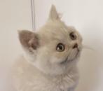 Brits korthaar kitten, Dieren en Toebehoren, Katten en Kittens | Raskatten | Korthaar, Kater, Gechipt, 0 tot 2 jaar